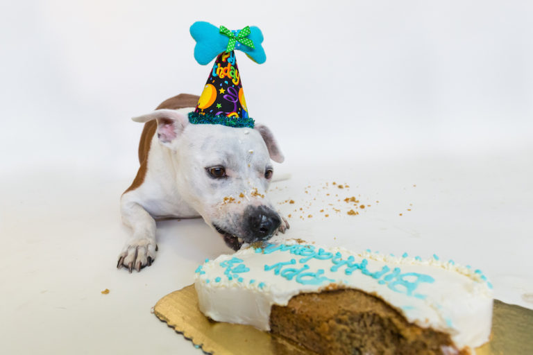 Dog wearing a birthday hat eating a Paw-ty Cake